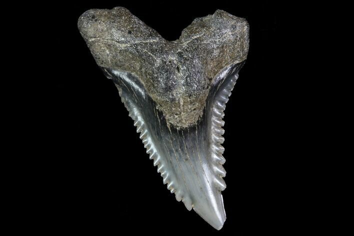 Serrated, Fossil Hemipristis Tooth - Georgia #74832